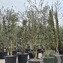 Quercus suber 200-250 cm cont. 110L meerstammig