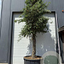 Quercus suber hoogstam container solitair