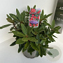 Rhododendron (Y) 'Bohl Roter Stern' 30-40 cm 5,0L
