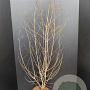 Cornus kousa chinensis 100-125 cm 10L