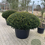 Taxus b. 'Renke's Kleiner Grüner' 150-160 cm cont. 290L platte bol