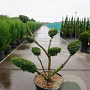 Taxus media 'Densiformis' 100-125 cm 45L bonsai