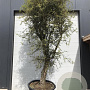 Trachelospermum jasminoides 100-150 cm container lage leivorm