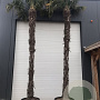 Trachycarpus fortunei 350-400 cm container