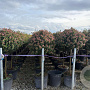 Viburnum tinus 80-90 HA 45L