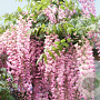 Wisteria brach. 'Showa-beni' 200 cm 3,0L Gestokt