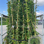 Wisteria sinensis 275 cm 9L Gestokt
