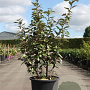Elaeagnus ebbingei 125-150 cm 25L