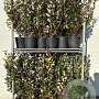 Elaeagnus ebb. 'Compacta' 80-100 cm 9L