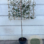 Elaeagnus ebb. 'Compacta' 130 cm container lage leivorm