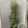 Elaeagnus ebb. 'Compacta' 150-175 cm 35L