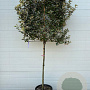 Elaeagnus ebb. 'Compacta' halfstam container LEIVORM lei 100x100