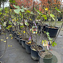 Ficus carica GM 18L