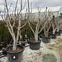 Ficus car. 'Nazareth' GM cont. 100L meerstammig
