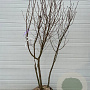 Prunus 'Accolade' 300-350 cm container meerstammig karakter