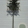 Prunus l. 'Angustifolia' 6-8 HO container lei 120x120 180 cm stam