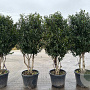 Prunus l. 'Angustifolia' 180 200 cm cont. 90L meerstammig