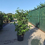 Cornus sanguinea 100-125 cm 10L