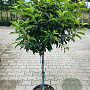 Prunus lusitanica 'Brenelia' halfstam container