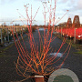 Cornus sang. 'Midwinter Fire' 80-100 cm 10L