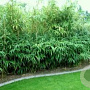 Pseudosasa japonica 120-130 cm cont. 100L decopot solitair