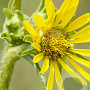 Silphium laciniatum GM P9