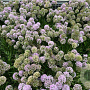 Allium 'Millenium' GM cont. 90L
