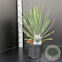 Yucca filamentosa 40-50 cm 7,5L