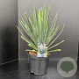 Yucca filamentosa 50-60 cm 7,5L