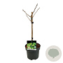Ginkgo bil. Little Emperor 40 cm stam 5,0L