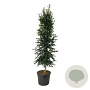 Ilex aquipernyi Dragon Lady 225-250 cm cont. 90L extra