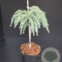 Cedrus deod. 'Feelin' Blue' 40 cm stam 10L