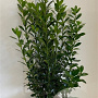 Ilex meserv. 'Heckenpracht' 60-80 cm met kluit