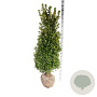 Ilex meserv. 'Heckenstar' 150-175 cm met kluit extra