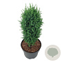 Juniperus comm. 'Compressa' 40-50 cm 6L