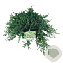 Juniperus comm. 'Greenmantle' 40-50 cm 6L