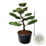 Juniperus pf. 'Pfitzeriana Aurea' 175-200 cm cont. 500L bonsai