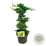 Juniperus procumbens 'Nana' 40-50 cm 5,0L