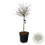 Magnolia stellata 90 cm stam cont. 55L extra