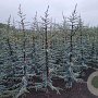 Cedrus l. 'Glauca' 150-175 cm met kluit