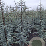 Cedrus l. 'Glauca' 150-175 cm met kluit
