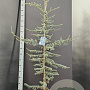 Cedrus l. 'Glauca' 150-175 cm 10L