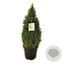 Picea gl. Perfecta 80-100 cm 30L extra