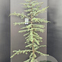 Cedrus l. 'Glauca' 175-200 cm 10L