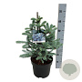 Picea pungens 'Erich Frahm' 50-60 cm 7,5L