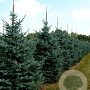 Picea pungens 'Erich Frahm' 175-200 cm draadkluit solitair