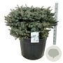 Picea pungens 'Glauca Globosa' 100-125 cm cont. 130L solitair