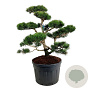 Pinus contorta 125-150 cm cont. 180L bonsai