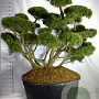 Pinus mugo 'Gnom' 150-175 cm cont. 500L bonsai
