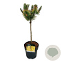 Pinus mugo 'Golden Glow' 40 cm stam 5,0L